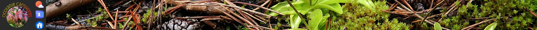 Bannière Occitanie Carnivores - Plantes carnivores
